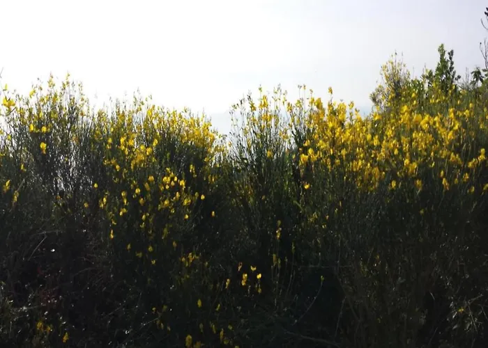 In Liguria Near Toirano Caves *